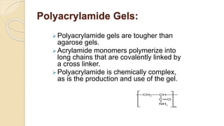 Polyacrylamide Gels:
Polyacrylamide gels are tougher than
agarose gels.
Acrylamide monomers polymerize into
long chains that are covalently linked by
a cross linker.
Polyacrylamide is chemically complex,
as is the production and use of the gel.
 