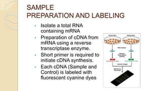 SAMPLE
PREPARATION AND LABELING
• Isolate a total RNA
containing mRNA
• Preparation of cDNA from
mRNA using a reverse
transcriptase enzyme.
• Short primer is required to
initiate cDNA synthesis.
• Each cDNA (Sample and
Control) is labeled with
fluorescent cyanine dyes
 