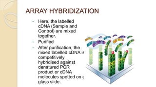 ARRAY HYBRIDIZATION
• Here, the labelled
cDNA (Sample and
Control) are mixed
together.
• Purified
• After purification, the
mixed labelled cDNA is
competitively
hybridised against
denatured PCR
product or cDNA
molecules spotted on a
glass slide.
 