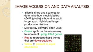 IMAGE ACQUISION AND DATA ANALYSIS
 slide is dried and scanned to
determine how much labeled
cDNA (probe) is bound to each
target spot. Hybridized target
produces emissions.
 Microarray software often uses
 Green spots on the microarray
to represent upregulated genes.
 Red to represent those genes
that are downregulated
 Yellow to present in equal
abundance
 
