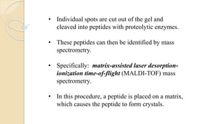 • Individual spots are cut out of the gel and
cleaved into peptides with proteolytic enzymes.
• These peptides can then be identified by mass
spectrometry.
• Specifically: matrix-assisted laser desorption-
ionization time-of-flight (MALDI-TOF) mass
spectrometry.
• In this procedure, a peptide is placed on a matrix,
which causes the peptide to form crystals.
 