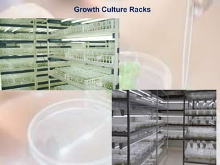 Culture Rack Structure Basic Aspects of Plant Tissue Culture by Dr. Manoj Kakpure | PPTX