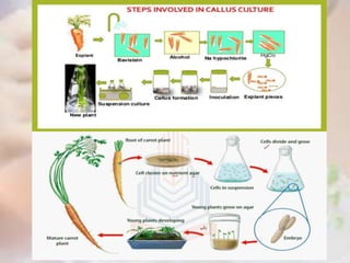 Basic Aspects of Plant Tissue Culture by Dr. Manoj Kakpure | PPTX
