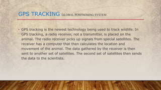 • GPS tracking is the newest technology being used to track wildlife. In
GPS tracking, a radio receiver, not a transmitter, is placed on the
animal. The radio receiver picks up signals from special satellites. The
receiver has a computer that then calculates the location and
movement of the animal. The data gathered by the receiver is then
sent to another set of satellites. The second set of satellites then sends
the data to the scientists.
GPS TRACKING GLOBAL POSITIONING SYSTEM
 
