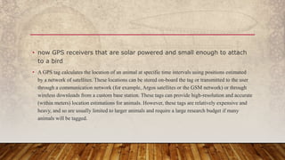 • now GPS receivers that are solar powered and small enough to attach
to a bird
• A GPS tag calculates the location of an animal at specific time intervals using positions estimated
by a network of satellites. These locations can be stored on-board the tag or transmitted to the user
through a communication network (for example, Argos satellites or the GSM network) or through
wireless downloads from a custom base station. These tags can provide high-resolution and accurate
(within meters) location estimations for animals. However, these tags are relatively expensive and
heavy, and so are usually limited to larger animals and require a large research budget if many
animals will be tagged.
 
