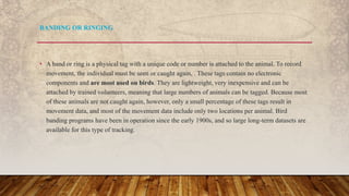 • A band or ring is a physical tag with a unique code or number is attached to the animal. To record
movement, the individual must be seen or caught again, . These tags contain no electronic
components and are most used on birds. They are lightweight, very inexpensive and can be
attached by trained volunteers, meaning that large numbers of animals can be tagged. Because most
of these animals are not caught again, however, only a small percentage of these tags result in
movement data, and most of the movement data include only two locations per animal. Bird
banding programs have been in operation since the early 1900s, and so large long-term datasets are
available for this type of tracking.
BANDING OR RINGING
 