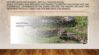 GPS IMPLANTS FOR SNAKES – NOT ALL CREATED EQUAL
WHEN YOU NEED GPS IMPLANTS FOR SNAKES TELEMETRY SOLUTIONS HAS THE
EXPERIENCE. DEPENDING ON THE SNAKE SIZE AND THE HABITAT, WE HAVE TWO
DIFFERENT PRODUCT LINES FOR GPS IMPLANTS FOR SNAKES.
 