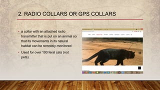 • a collar with an attached radio
transmitter that is put on an animal so
that its movements in its natural
habitat can be remotely monitored
• Used for over 100 feral cats (not
pets)
2. RADIO COLLARS OR GPS COLLARS
 