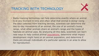 TRACKING WITH TECHNOLOGY
• Radio tracking technology can help determine exactly where an animal
is at any moment in time and often what that animal is doing! Using
the data collected from tracking devices, scientists can determine the
day-to-day movements of an animal, the size of an animal's home
range, what other animals share an animal's range and the types of
habitats an animal uses. By analyzing all this data, scientists can learn
new ways to help control animal populations, determine what impact
development might have on an animal population, and determine if
there are enough individuals of a particular species in an area to allow
for reproduction.
 
