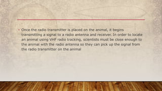 • Once the radio transmitter is placed on the animal, it begins
transmitting a signal to a radio antenna and receiver. In order to locate
an animal using VHF radio tracking, scientists must be close enough to
the animal with the radio antenna so they can pick up the signal from
the radio transmitter on the animal
 