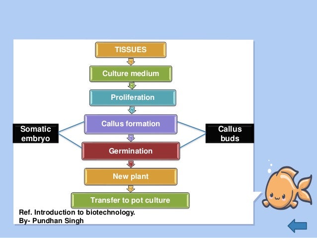 Techniques Of In Vitro Culture