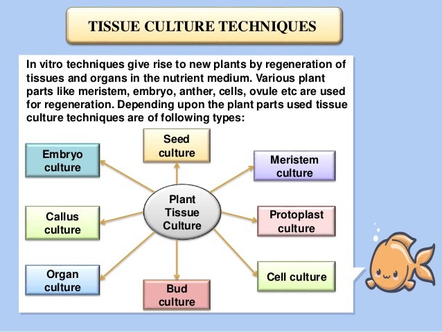 Techniques Of In Vitro Culture
