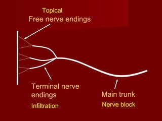Topical

Free nerve endings

Terminal nerve
endings

Main trunk

Infiltration

Nerve block

 
