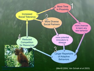 Michelle Y. Merrill
AASHE 2017
Increased
Social Tolerance
Larger Repertoire
of Adaptive
Behaviors
Reduced
Competition
for Resources
More Time
in Proximity
more chances
to learn any
new behavior
More Diverse
Social Partners
more potential
innovators to
observe
(Merrill 2004; Van Schaik et al 2003)
 