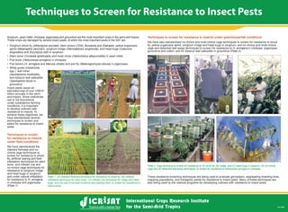 Techniques to Screen for Resistance to Insect Pests
 