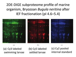 2DE-DIGE subproteome proﬁle of marine
organism, Bryozoan Bugula neritina after
IEF fractionation (pI 4.6–5.4)
(a) Cy3 labeled
swimming larvae
(b) Cy5 labeled
settled larvae
(c) Cy2 pooled
internal standard
 