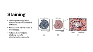 Techniques Used in Cell Biology by Naveed Ullah Marwat | PDF