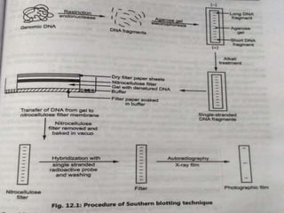 Techniques used in molecular biology | PPTX