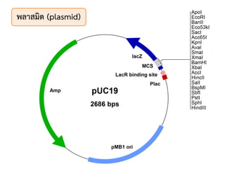 พลาสมิด (plasmid)
 