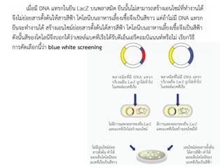 เมื่อมี DNA แทรกในยีน LacZ บนพลาสมิด ยีนนั้นไม่สามารถสร้างเอนไซม์ที่ทางานได้
จึงไม่ย่อยสารตั้งต้นให้สารสีฟ้า โคโลนีบนอาหารเลี้ยงเชื้อจึงเป็นสีขาว แต่ถ้าไม่มี DNA แทรก
ยีนจะทางานได้ สร้างเอนไซม์ย่อยสารตั้งต้นได้สารสีฟ้า โคโลนีบนอาหารเลี้ยงเชื้อจึงเป็นสีฟ้า
ดังนั้นสีของโคโลนีจึงบอกได้ว่าเซลล์แบคทีเรียได้รับดีเอ็นเอรีคอมบิแนนท์หรือไม่ เรียกวิธี
การคัดเลือกนี้ว่า blue white screening
 