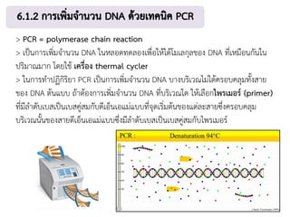 > PCR = polymerase chain reaction
> เป็นการเพิ่มจานวน DNA ในหลอดทดลองเพื่อให้ได้โมเลกุลของ DNA ที่เหมือนกันใน
ปริมาณมาก โดยใช้ เครื่อง thermal cycler
> ในการทาปฏิกิริยา PCR เป็นการเพิ่มจานวน DNA บางบริเวณไม่ได้ครอบคลุมทั้งสาย
ของ DNA ต้นแบบ ถ้าต้องการเพิ่มจานวน DNA ที่บริเวณใด ให้เลือกไพรเมอร์ (primer)
ที่มีลาดับเบสเป็นเบสคู่สมกับดีเอ็นเอแม่แบบที่จุดเริ่มต้นของแต่ละสายซึ่งครอบคลุม
บริเวณนั้นของสายดีเอ็นเอแม่แบบซึ่งมีลาดับเบสเป็นเบสคู่สมกับไพรเมอร์
 