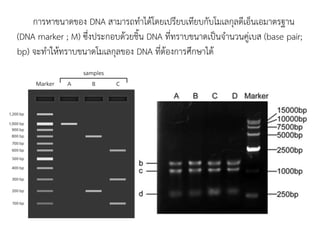 การหาขนาดของ DNA สามารถทาได้โดยเปรียบเทียบกับโมเลกุลดีเอ็นเอมาตรฐาน
(DNA marker ; M) ซึ่งประกอบด้วยชิ้น DNA ที่ทราบขนาดเป็นจานวนคู่เบส (base pair;
bp) จะทาให้ทราบขนาดโมเลกุลของ DNA ที่ต้องการศึกษาได้
 