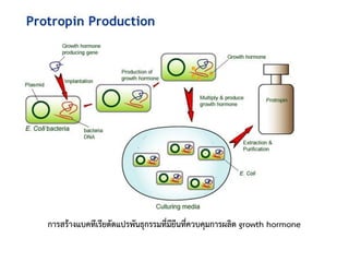 การสร้างแบคทีเรียดัดแปรพันธุกรรมที่มียีนที่ควบคุมการผลิต growth hormone
 