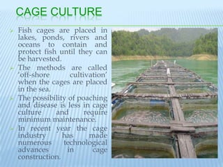 CAGE CULTURE
   Fish cages are placed in
    lakes, ponds, rivers and
    oceans to contain and
    protect fish until they can
    be harvested.
   The methods are called
    „off-shore      cultivation‟
    when the cages are placed
    in the sea.
   The possibility of poaching
    and disease is less in cage
    culture     and      require
    minimum maintenance.
   In recent year the cage
    industry      has      made
    numerous      technological
    advances       in       cage
    construction.
 