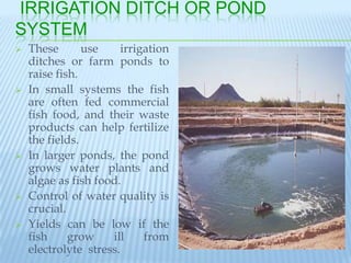 IRRIGATION DITCH OR POND
SYSTEM
   These       use     irrigation
    ditches or farm ponds to
    raise fish.
   In small systems the fish
    are often fed commercial
    fish food, and their waste
    products can help fertilize
    the fields.
   In larger ponds, the pond
    grows water plants and
    algae as fish food.
   Control of water quality is
    crucial.
   Yields can be low if the
    fish     grow    ill     from
    electrolyte stress.
 