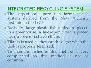 INTEGRATED RECYCLING SYSTEM
 The largest-scale pure fish farms use a
  system derived from the New Alchemy
  Institute in the 1970s.
 Basically, large plastic fish tanks are placed
  in a greenhouse. A hydroponic bed is placed
  near, above or between them.
 Tilapia is used as they eat the algae when the
  tank is properly fertilized.
 To maintain fishes in this method is very
  complicated so this method is not so
  common.
 