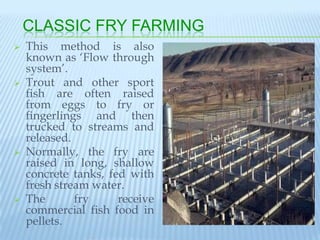 CLASSIC FRY FARMING
   This method is also
    known as „Flow through
    system‟.
   Trout and other sport
    fish are often raised
    from eggs to fry or
    fingerlings and then
    trucked to streams and
    released.
   Normally, the fry are
    raised in long, shallow
    concrete tanks, fed with
    fresh stream water.
   The       fry     receive
    commercial fish food in
    pellets.
 
