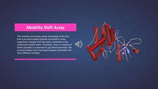 The mobility shift assay takes advantage of the fact
that a phosphorylated peptide substrate is more
negatively charged than the same substrate in the
unphosphorylated state. Therefore, when a mixture of
these peptides is subjected to gel electrophoresis, the
phosphorylated and unphosphorylated substrates will
have different mobility.
Mobility Shift Assay
 