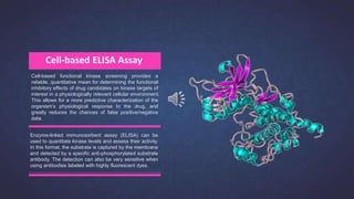 Cell-based functional kinase screening provides a
reliable, quantitative mean for determining the functional
inhibitory effects of drug candidates on kinase targets of
interest in a physiologically relevant cellular environment.
This allows for a more predictive characterization of the
organism’s physiological response to the drug, and
greatly reduces the chances of false positive/negative
data.
Cell-based ELISA Assay
Enzyme-linked immunosorbent assay (ELISA) can be
used to quantitate kinase levels and assess their activity.
In this format, the substrate is captured by the membrane
and detected by a specific anti-phosphorylated substrate
antibody. The detection can also be very sensitive when
using antibodies labeled with highly fluorescent dyes.
 