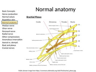 Basic Concepts
Nerve conduction
Normal values
Repetitive stim
Normal anatomy
Median nerve
Ulnar nerve
Peroneal nerve
Radial nerve
Other compressions
Anomalous innervation
Axonal vs. demyel.
Root and plexus
Cranial nerves
Normal anatomy
Brachial Plexus
Public domain image from https://commons.wikimedia.org/wiki/File:Brachial_plexus.jpg
 