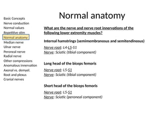 Basic Concepts
Nerve conduction
Normal values
Repetitive stim
Normal anatomy
Median nerve
Ulnar nerve
Peroneal nerve
Radial nerve
Other compressions
Anomalous innervation
Axonal vs. demyel.
Root and plexus
Cranial nerves
Normal anatomy
What are the nerve and nerve root innervations of the
following lower extremity muscles?
Internal hamstrings (semimembranosus and semitendinosus)
Nerve root: L4-L5-S1
Nerve: Sciatic (tibial component)
Long head of the biceps femoris
Nerve root: L5-S1
Nerve: Sciatic (tibial component)
Short head of the biceps femoris
Nerve root: L5-S1
Nerve: Sciatic (peroneal component)
 