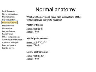 Basic Concepts
Nerve conduction
Normal values
Repetitive stim
Normal anatomy
Median nerve
Ulnar nerve
Peroneal nerve
Radial nerve
Other compressions
Anomalous innervation
Axonal vs. demyel.
Root and plexus
Cranial nerves
Normal anatomy
What are the nerve and nerve root innervations of the
following lower extremity muscles?
Posterior tibialis
Nerve root: L5-S1
Nerve: Tibial
Medial gastrocnemius
Nerve root: L5-S1-S2
Nerve: Tibial
Lateral gastrocnemius
Nerve root: S1-S2
Nerve: Tibial
 