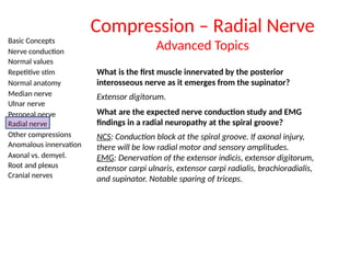 Basic Concepts
Nerve conduction
Normal values
Repetitive stim
Normal anatomy
Median nerve
Ulnar nerve
Peroneal nerve
Radial nerve
Other compressions
Anomalous innervation
Axonal vs. demyel.
Root and plexus
Cranial nerves
What is the first muscle innervated by the posterior
interosseous nerve as it emerges from the supinator?
Extensor digitorum.
What are the expected nerve conduction study and EMG
findings in a radial neuropathy at the spiral groove?
NCS: Conduction block at the spiral groove. If axonal injury,
there will be low radial motor and sensory amplitudes.
EMG: Denervation of the extensor indicis, extensor digitorum,
extensor carpi ulnaris, extensor carpi radialis, brachioradialis,
and supinator. Notable sparing of triceps.
Compression – Radial Nerve
Advanced Topics
 