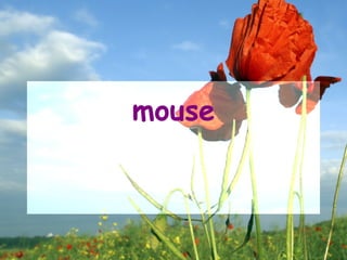 mouse
 