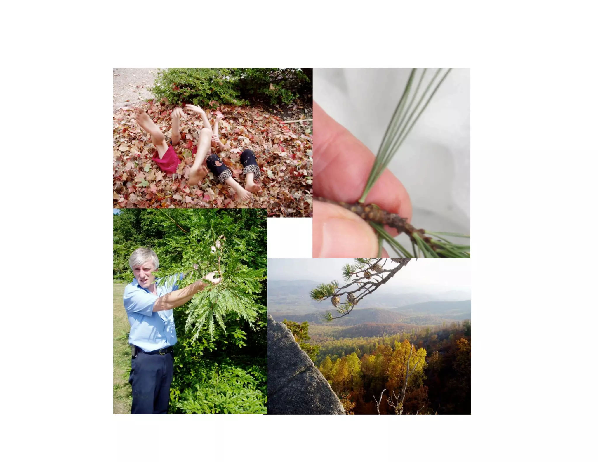 Technology and Trees.ppt