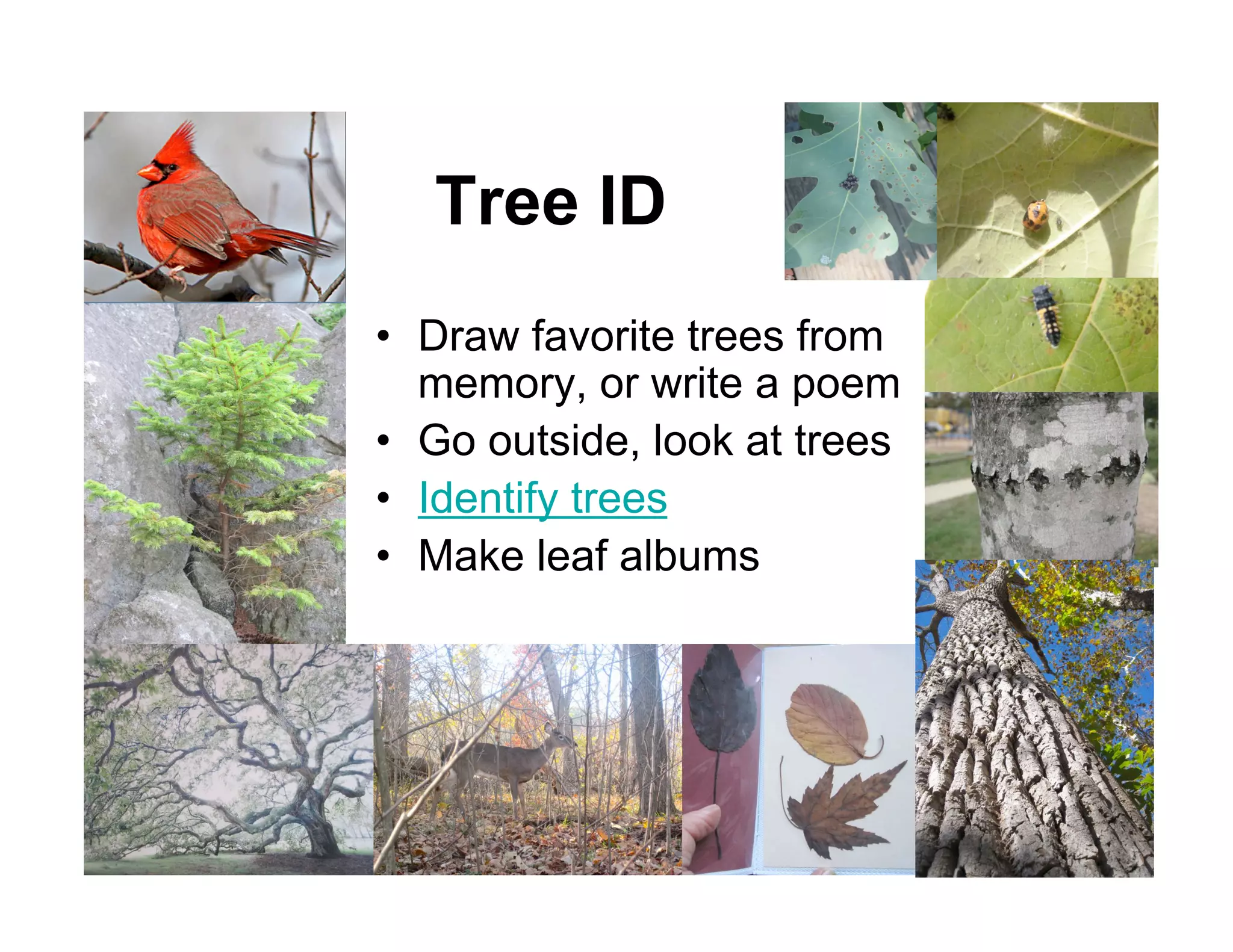 Tree ID
• Draw favorite trees from
  memory, or write a poem
• Go outside, look at trees
• Identify trees
• Make leaf albums
 