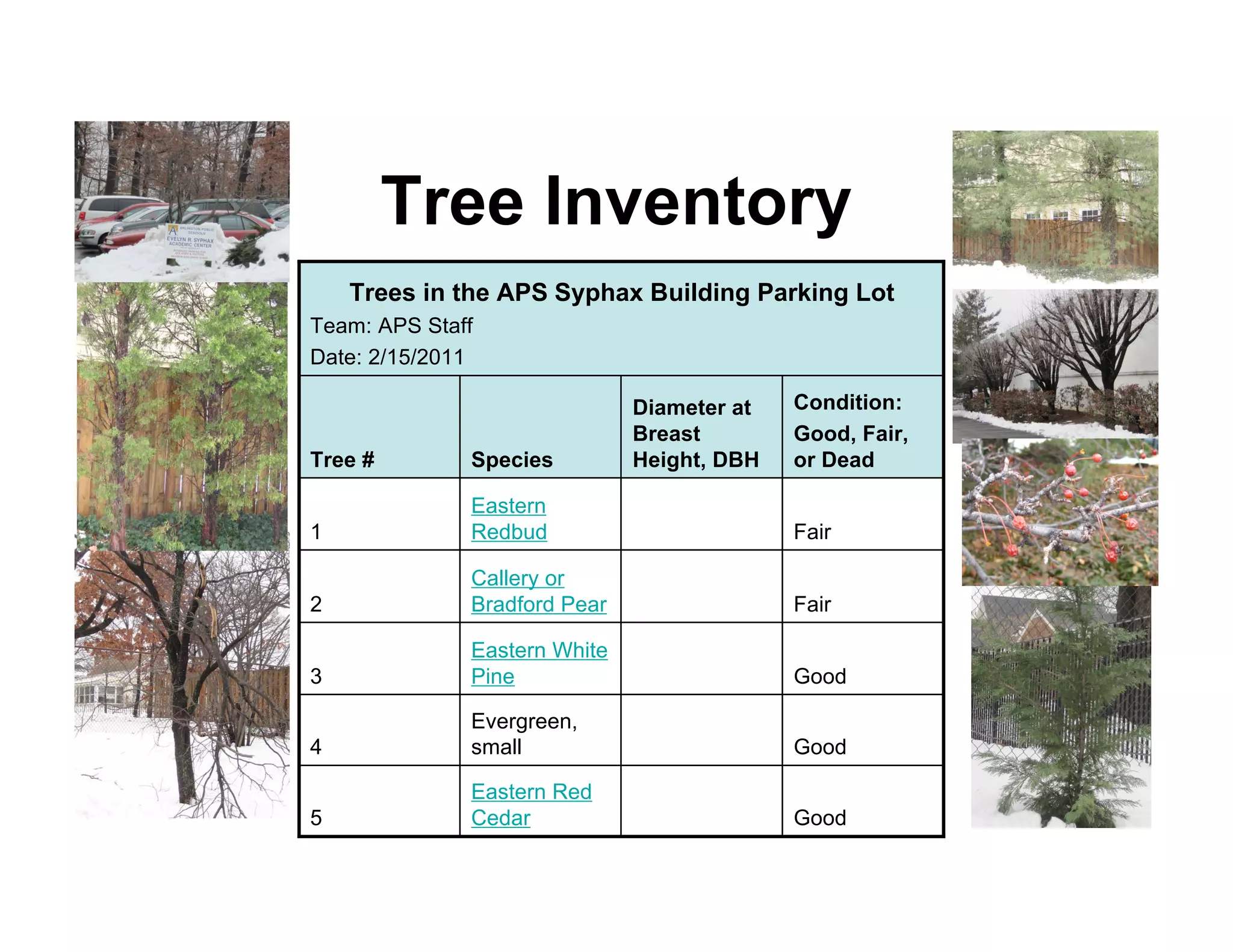 Tree Inventory
    Trees in the APS Syphax Building Parking Lot
Team: APS Staff
Date: 2/15/2011

                              Diameter at   Condition:
                              Breast        Good, Fair,
Tree #        Species         Height, DBH   or Dead

              Eastern
1             Redbud                        Fair

              Callery or
2             Bradford Pear                 Fair

              Eastern White
3             Pine                          Good

              Evergreen,
4             small                         Good

              Eastern Red
5             Cedar                         Good
 