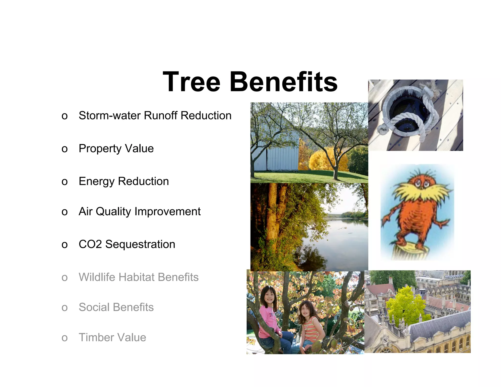 Tree Benefits
o Storm-water Runoff Reduction

o Property Value

o Energy Reduction

o Air Quality Improvement

o CO2 Sequestration

o Wildlife Habitat Benefits

o Social Benefits

o Timber Value
 