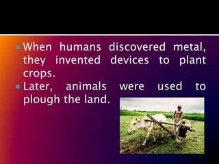  When humans discovered metal,
  they invented devices to plant
  crops.
 Later, animals were used to
  plough the land.
 