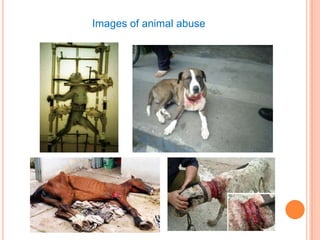 Images of animal abuse
 