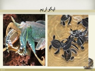 ایکواریم 
 