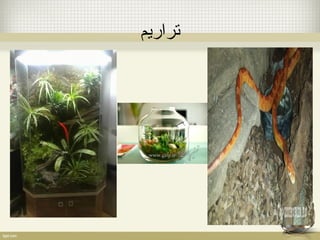تراریم 
 