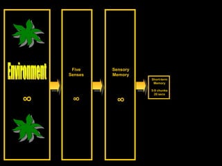 Sensory Memory ∞ Short-term Memory 5-9 chunks 20 secs Environment ∞ Five Senses ∞ 