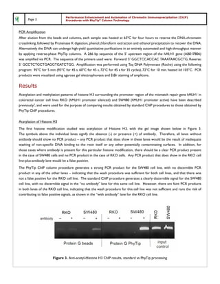 Performance Enhancement and Automation of Chromatin Immunoprecipitation (ChIP)
      Page 5                     Procedures with PhyTip® Column Technology



PCR Amplification
After elution from the beads and columns, each sample was heated at 65ºC for four hours to reverse the DNA-chromatin
crosslinking, followed by Proteinase K digestion, phenol:chloroform extraction and ethanol precipitation to recover the DNA.
Alternatively the DNA can undergo high-yield quantitative purifications in an entirely automated and high-throughput manner
by applying reverse-phase PhyTip columns. A 266 bp sequence of the 5’ upstream region of the hMLH1 gene (AB017806)
was amplified via PCR. The sequence of the primers used were: Forward: 5’ GGCTCCACCAC TAAATAACGCTG, Reverse:
5’ GCCTCTGCTGAGGTGATCTGG. Amplification was performed using Taq DNA Polymerase (Roche) using the following
program: 95ºC for 5 min (95ºC for 45 s, 60ºC for 45 s, 72ºC for 45 s for 35 cycles), 72ºC for 10 min, heated lid 105ºC. PCR
products were visualized using agarose gel electrophoresis and EtBr staining of amplicons.


Results
Acetylation and methylation patterns of histone H3 surrounding the promoter region of the mismatch repair gene hMLH1 in
colorectal cancer cell lines RKO (hMLH1 promoter silenced) and SW480 (hMLH1 promoter active) have been described
previously3, and were used for the purpose of comparing results obtained by standard ChIP procedures to those obtained by
PhyTip ChIP procedures.


Acetylation of Histone H3
The first histone modification studied was acetylation of Histone H3, with the gel image shown below in Figure 3.
The symbols above the individual lanes signify the absence (-) or presence (+) of antibody. Therefore, all lanes without
antibody should show no PCR product – any PCR product that does show in these lanes would be the result of inadequate
washing of non-specific DNA binding to the resin itself or any other potentially contaminating surfaces. In addition, for
those cases where antibody is present for this particular histone modification, there should be a clear PCR product present
in the case of SW480 cells and no PCR product in the case of RKO cells. Any PCR product that does show in the RKO cell
line-plus-antibody lane would be a false positive.
The PhyTip ChIP column procedure generates a strong PCR product for the SW480 cell line, with no discernible PCR
product in any of the other lanes – indicating that the wash procedure was sufficient for both cell lines, and that there was
not a false positive for the RKO cell line. The standard ChIP procedure generates a clearly discernible signal for the SW480
cell line, with no discernible signal in the “no antibody” lane for this same cell line. However, there are faint PCR products
in both lanes of the RKO cell line, indicating that the wash procedure for this cell line was not sufficient and runs the risk of
contributing to false positive signals, as shown in the “with antibody” lane for the RKO cell line.




                        Figure 3. Anti-acetyl-Histone H3 ChIP results, standard vs PhyTip processing
 