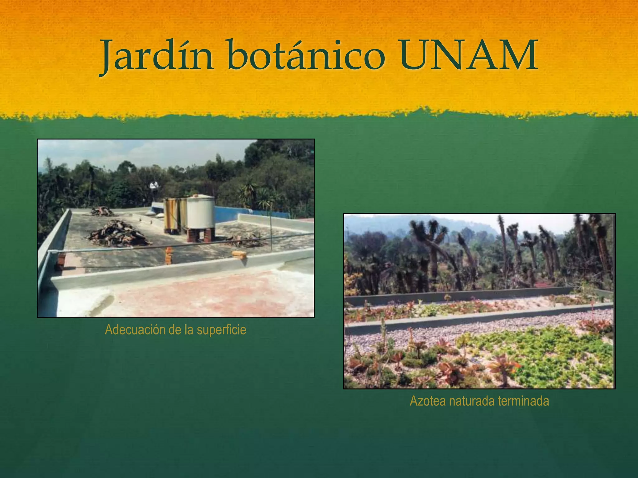 Jardín botánico UNAM
Adecuación de la superficie
Azotea naturada terminada
 