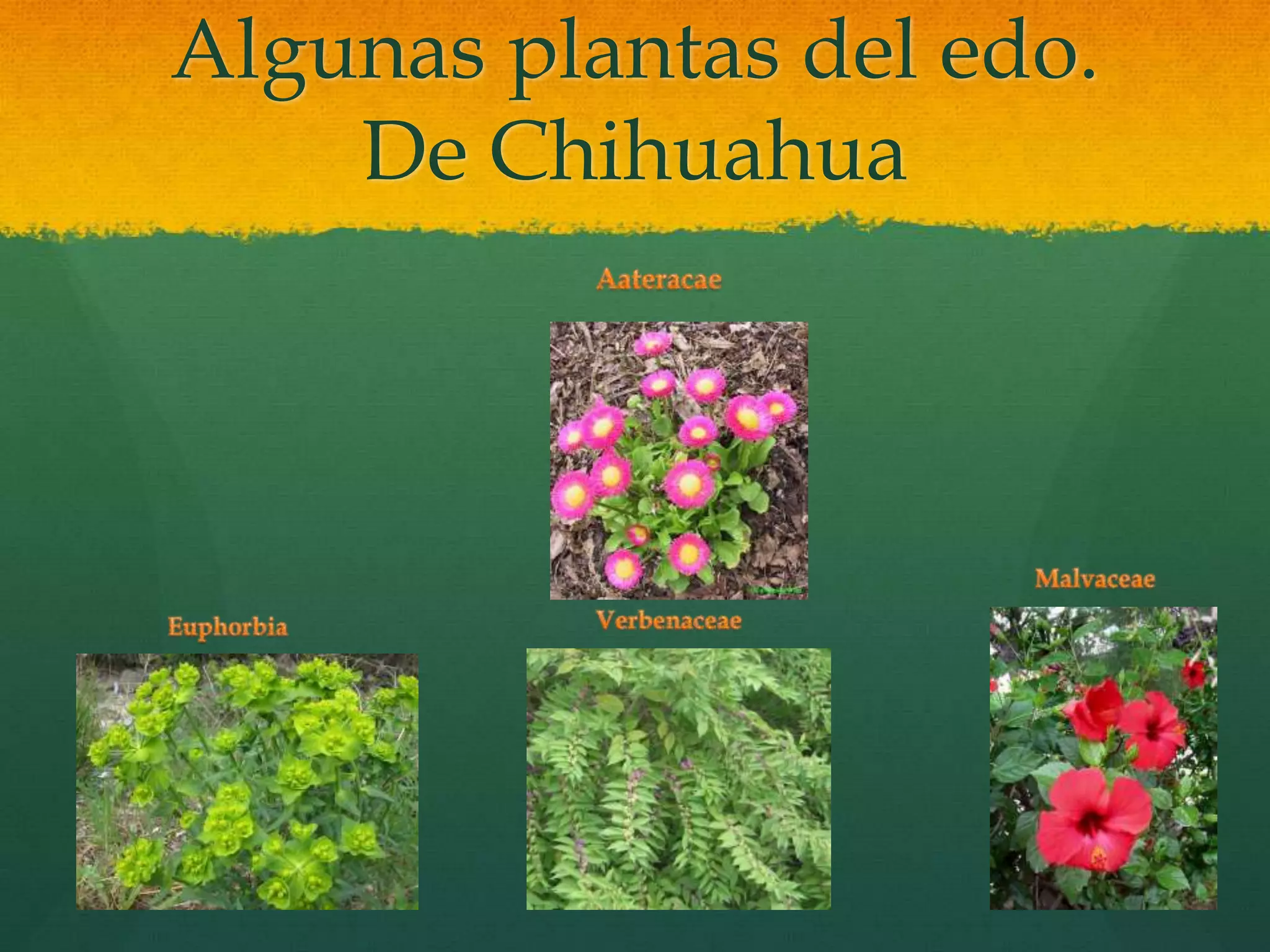 Algunas plantas del edo.
De Chihuahua
 